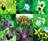 Images of various nightshade family plants